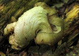 Megacollybia rodmanii image
