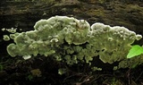 Kretzschmaria deusta image