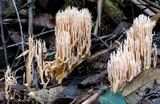 Artomyces piperatus image