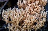 Artomyces piperatus image