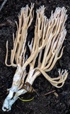 Artomyces piperatus image