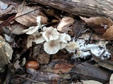 Roridomyces roridus image