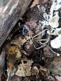 Roridomyces roridus image