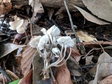 Roridomyces roridus image