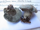 Hygrophorus caeruleus image