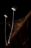 Mycena punkissima image