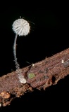 Mycena punkissima image