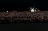 Mycena punkissima image