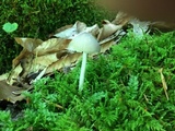 Mycena niveipes image