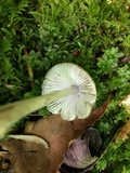 Mycena niveipes image