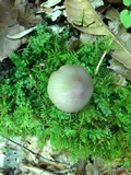 Mycena niveipes image