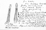 Hydnoporia tabacina image
