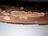 Hydnoporia corrugata image