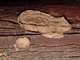Hydnoporia corrugata image