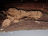Hydnoporia corrugata image