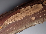 Hydnoporia corrugata image