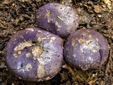 Cortinarius archeri image