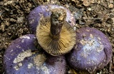 Cortinarius archeri image