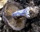 Cortinarius archeri image
