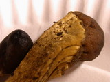 Elaphocordyceps capitata image