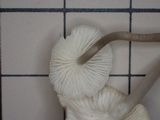 Roridomyces roridus image