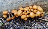 Kuehneromyces lignicola image