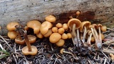 Kuehneromyces lignicola image