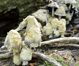 Coprinopsis variegata image