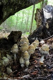 Coprinopsis variegata image