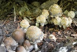 Coprinopsis variegata image