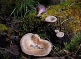 Panus conchatus image