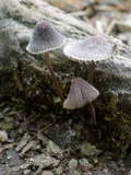 Mycena griseoviridis image