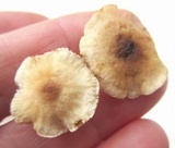 Gymnopus semihirtipes image