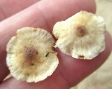 Gymnopus semihirtipes image