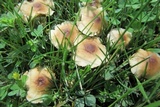 Gymnopus semihirtipes image