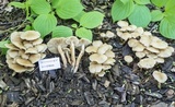 Kuehneromyces marginellus image