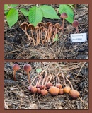 Conocybe tenera image