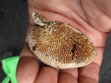 Daedalea quercina image