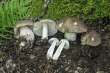 Megacollybia rodmanii f. murina image