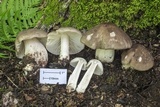 Megacollybia rodmanii image