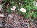 Gymnopus semihirtipes image