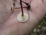 Gymnopus semihirtipes image