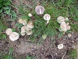 Candolleomyces candolleanus image