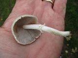 Candolleomyces candolleanus image