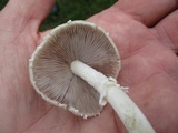 Candolleomyces candolleanus image