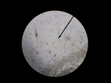 Candolleomyces candolleanus image