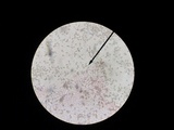 Candolleomyces candolleanus image