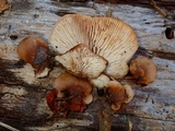 Lentinellus montanus image