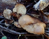Lentinellus montanus image