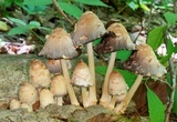 Coprinopsis variegata image